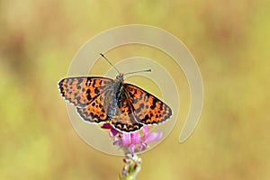 Melitaea interrupta , the Caucasian Spotted Fritillary butterfly