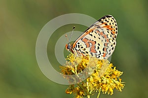 Melitaea interrupta , the Caucasian Spotted Fritillary butterfly , butterflies of Iran