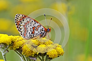 Melitaea interrupta , the Caucasian Spotted Fritillary butterfly , butterflies of Iran