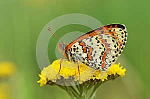 Melitaea interrupta , the Caucasian Spotted Fritillary butterfly , butterflies of Iran photo