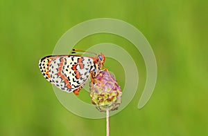 Melitaea interrupta , the Caucasian Spotted Fritillary butterfly photo
