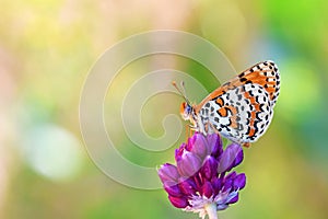 Colorful photo of Melitaea interrupta , the Caucasian Spotted Fritillary butterfly in beautiful bokeh photo