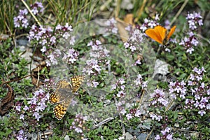 Melitaea parthenoides, the meadow fritillary, is a butterfly of the family Nymphalidae