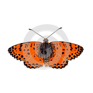 Melitaea persea , The high quality vector butterfly illustration of Melitaea fritillary isolated in white