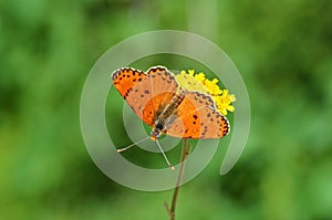 Melitaea persea , the Persian Fritillary butterfly , butterflies of Iran