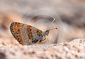 Melitaea saxatilis butterfly endemic to Iran , butterflies of Iran photo