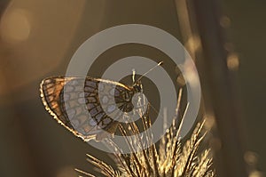 Melitaea telona, close up, macrophotography - butterfly on a thistle