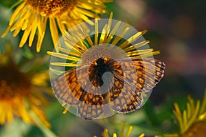 Melitaea telona, close up, macrophotography - butterfly on a yellow flower