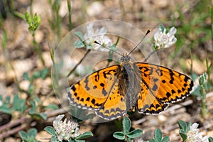 Melitaea trivia, the lesser spotted grouse, is a butterfly of the Nymphalidae family