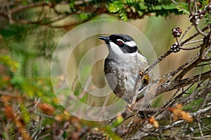 Melithreptus validirostris - Strong-billed Honeyeater sitting on the branch in the forrest os Australia