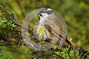 Melithreptus validirostris - Strong-billed Honeyeater sitting on the branch in the forrest os Australia