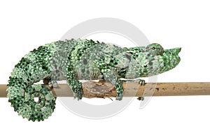 Mellerï¿½s Chameleon