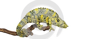 Meller's Chameleon on a branch - Trioceros melleri - isolated on