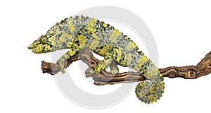 Meller's Chameleon on a branch - Trioceros melleri - isolated on