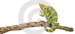 Meller's Chameleon, Giant One-horned Chameleon