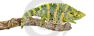 Meller's Chameleon, Giant One-horned Chameleon
