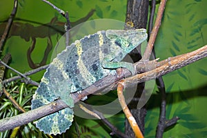 Meller's chameleon (Trioceros melleri)