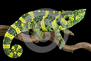 Meller's chameleon (Trioceros melleri)