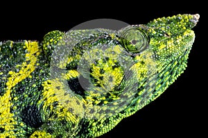 Meller's chameleon (Trioceros melleri)