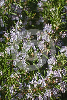Melliferous aromatic rosemary or Rosmarinus Officinalis in full sunny bloom