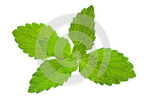 Mellisa lemon balm leaf