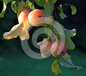 Mellow apples in the sunlight