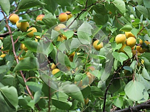 The mellow apricot tree photo