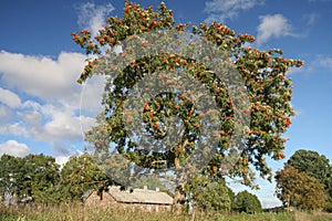 Mellow ash-tree berries photo