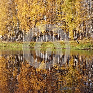 Mellow autumn. Birch with yellow leaves reflected in the river.