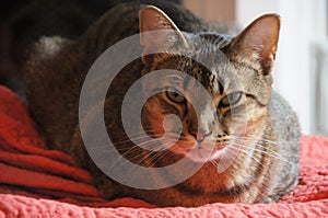 Mellow cat on quilt