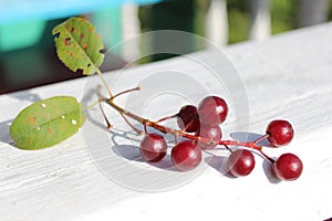 Mellow cherries brunch