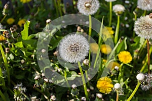 Mellow dandelion or lionÂ´s tooth in the garden