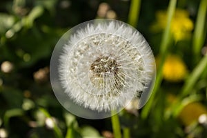 Mellow dandelion or lionÂ´s tooth, pappus