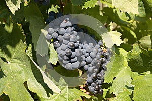 Mellow grapes photo