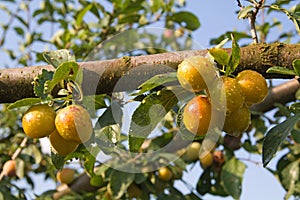 Mellow mirabelles