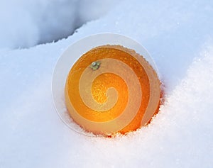 Mellow orange in white fresh snow photo