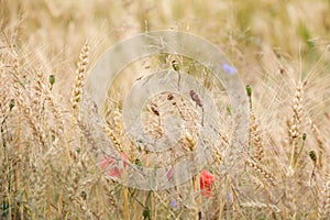 Mellow poppy on wheat field