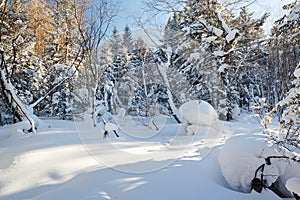 The mellow pure white snow in the winter forest