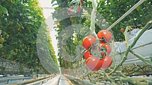 Mellow ripe tomatoes in a greenhouse.