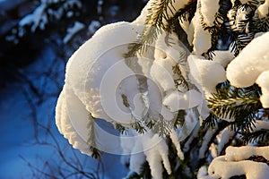 The mellow snow on the tree