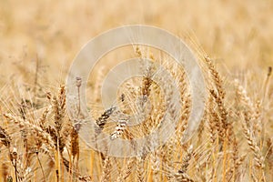 Mellow wheat field