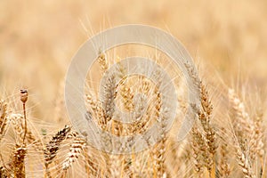 Mellow wheat field close-up