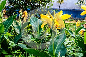 Mellow Yellow color Calla lily Arum-lily, herbaceous perennial Daisy flowering plants in full bloom in summer. Fragrant lemon