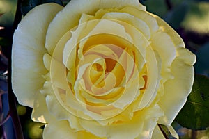 Mellow Yellow Rose 02