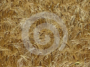 mellow yellow wheat field texture background
