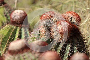 Melocactus
