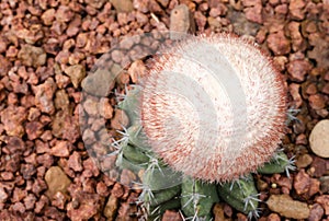 Melocactus ernestii plant