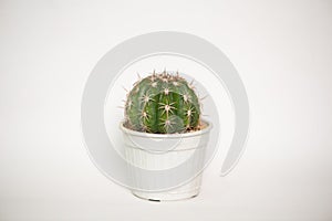 Melocactus in flower pot