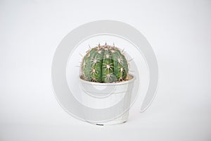 Melocactus in flower pot