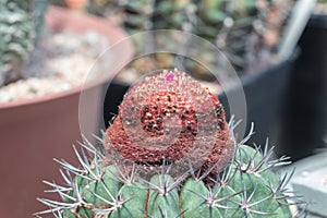 Melocactus in the garden.